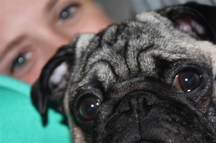 Mops Vesterborgs Nicky billede 13