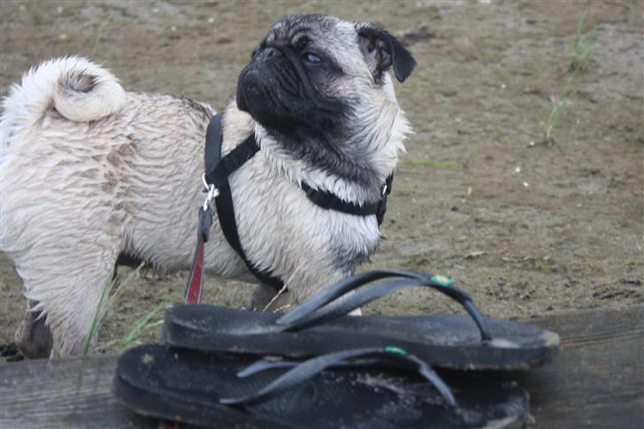 Mops Vesterborgs Nicky billede 14