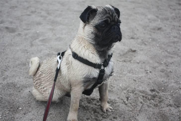 Mops Vesterborgs Nicky billede 15