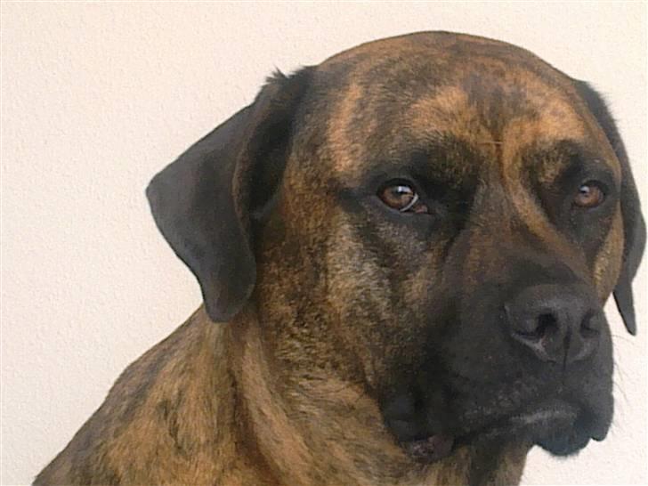 Blanding af racer gismo billede 20