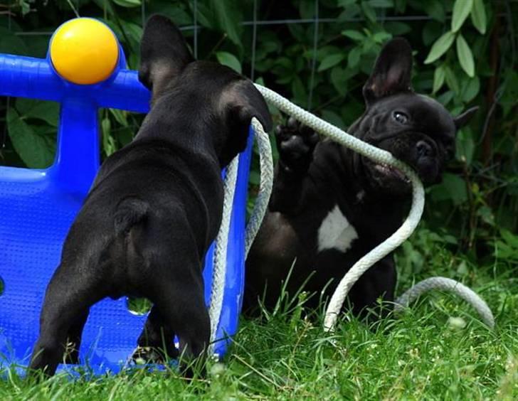 Fransk bulldog Skibelunden's Avette billede 13