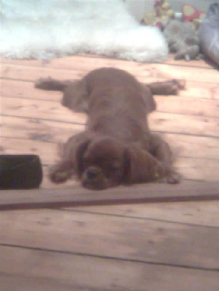 Cavalier king charles spaniel Tjalfe billede 6