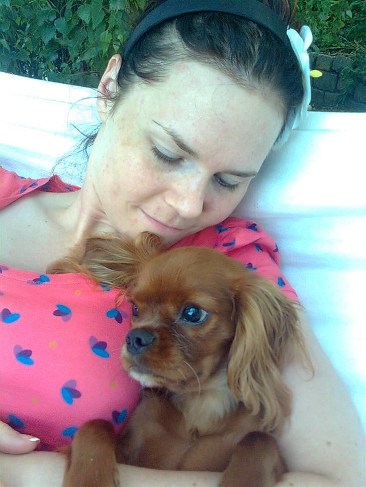 Cavalier king charles spaniel Tjalfe billede 7