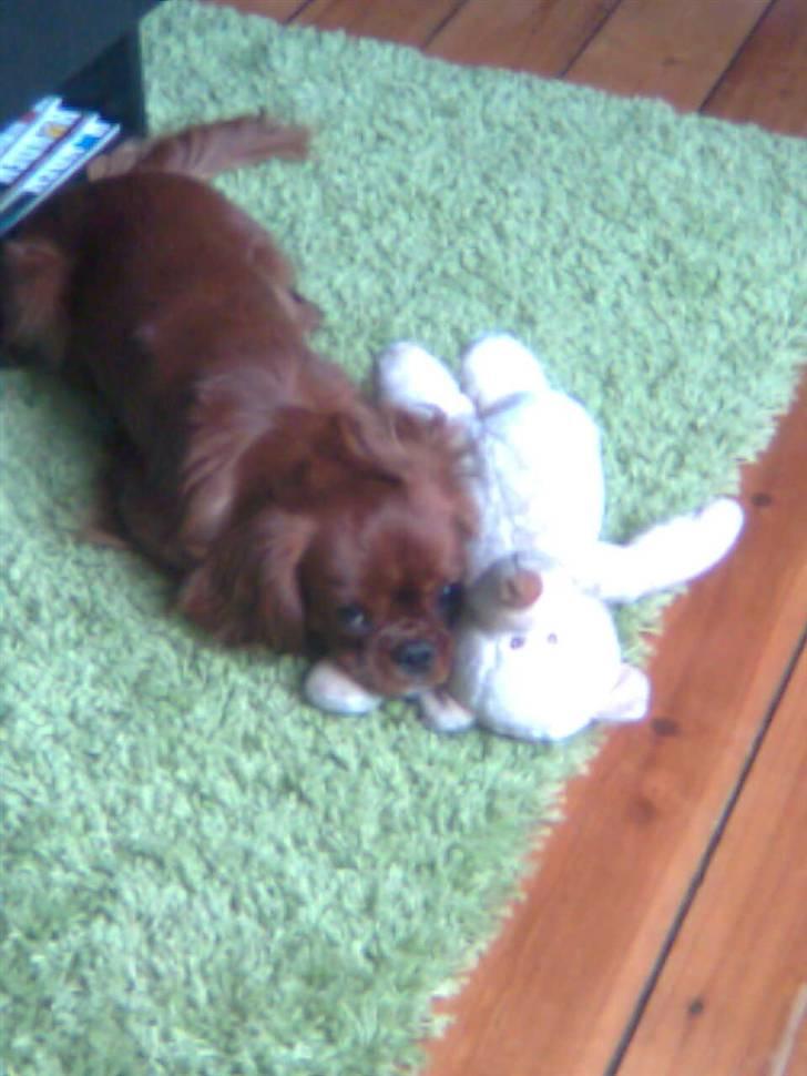 Cavalier king charles spaniel Tjalfe billede 8
