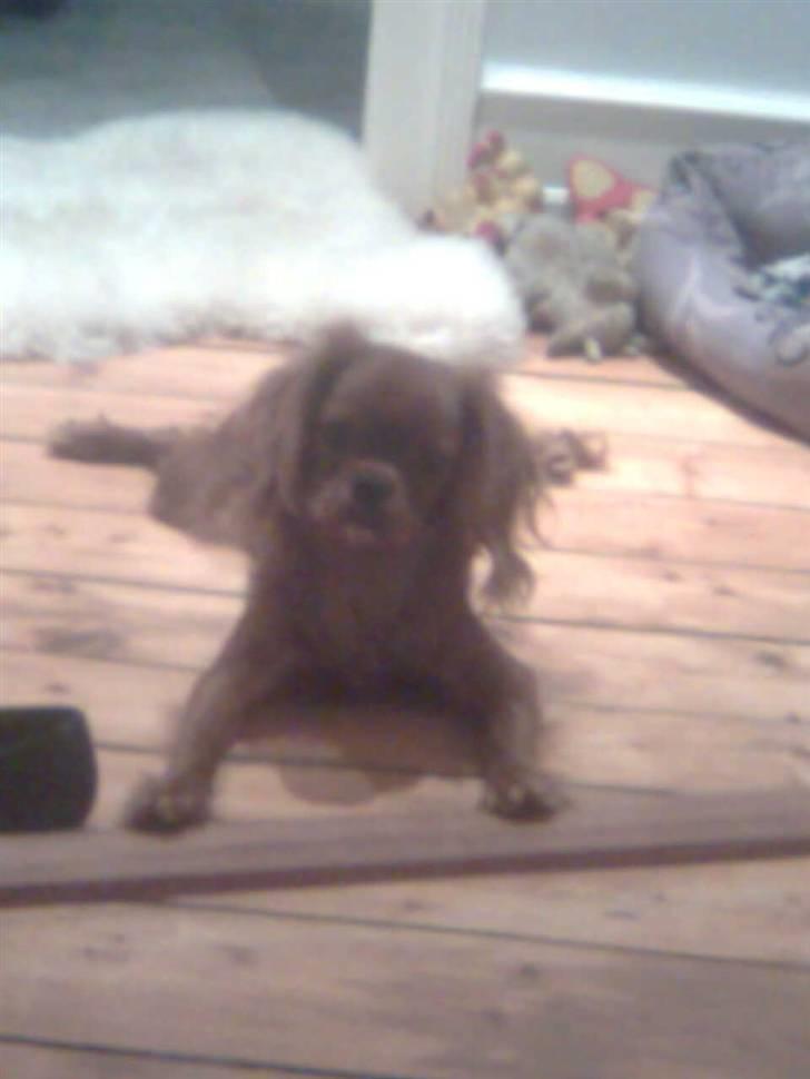 Cavalier king charles spaniel Tjalfe billede 9