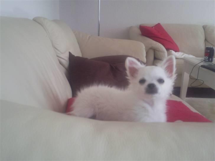 Chihuahua Miley - 16 uger billede 7