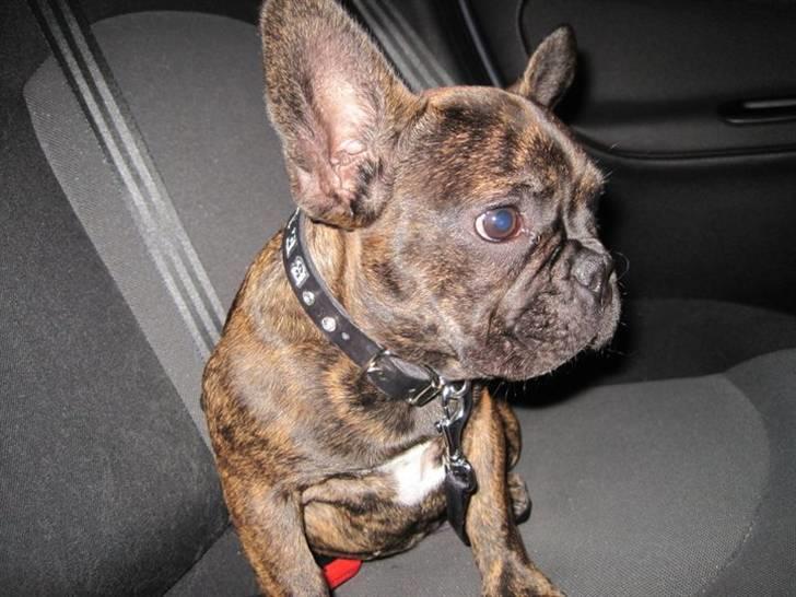 Fransk bulldog Bella billede 1