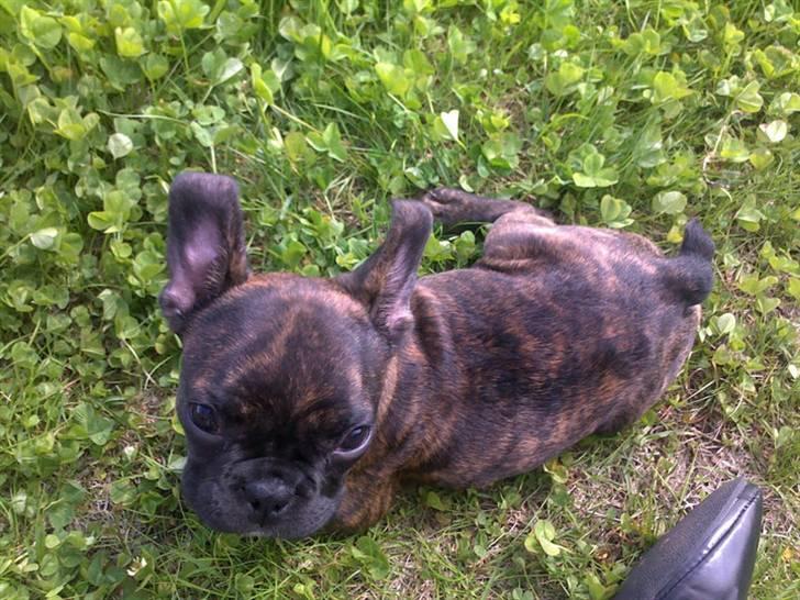 Fransk bulldog Bella billede 2