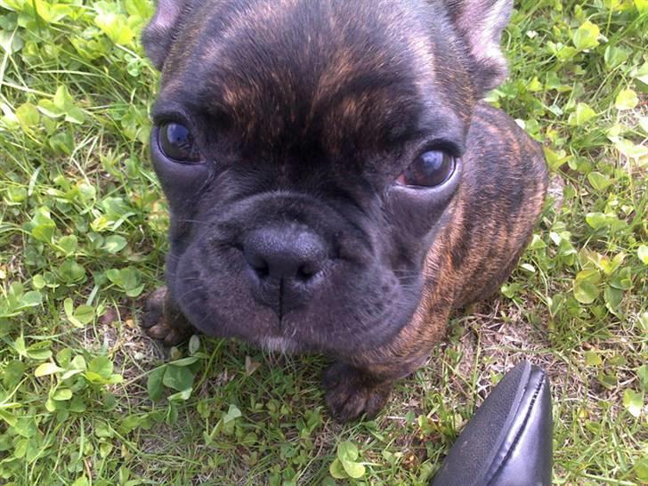 Fransk bulldog Bella billede 3