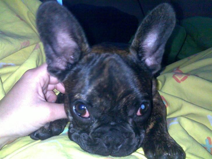 Fransk bulldog Bella billede 4