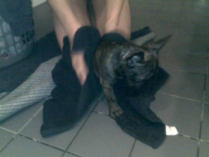 Fransk bulldog Bella billede 5