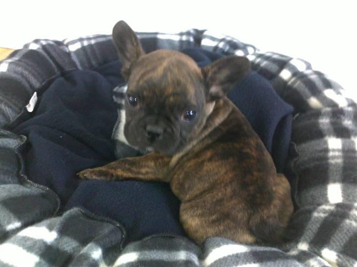 Fransk bulldog Bella billede 6