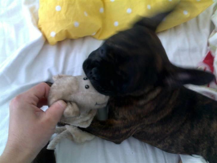 Fransk bulldog Bella billede 7