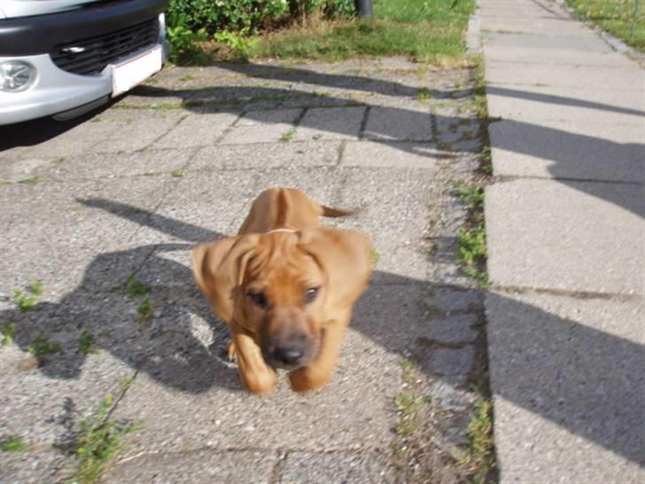 Rhodesian ridgeback Tabili billede 20