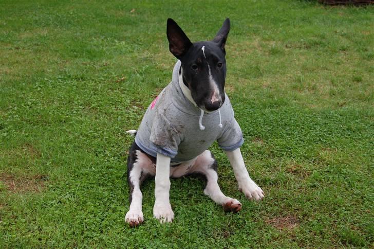 Bullterrier Chili - Jeg er ikke glad for den her trøje mor!! billede 9