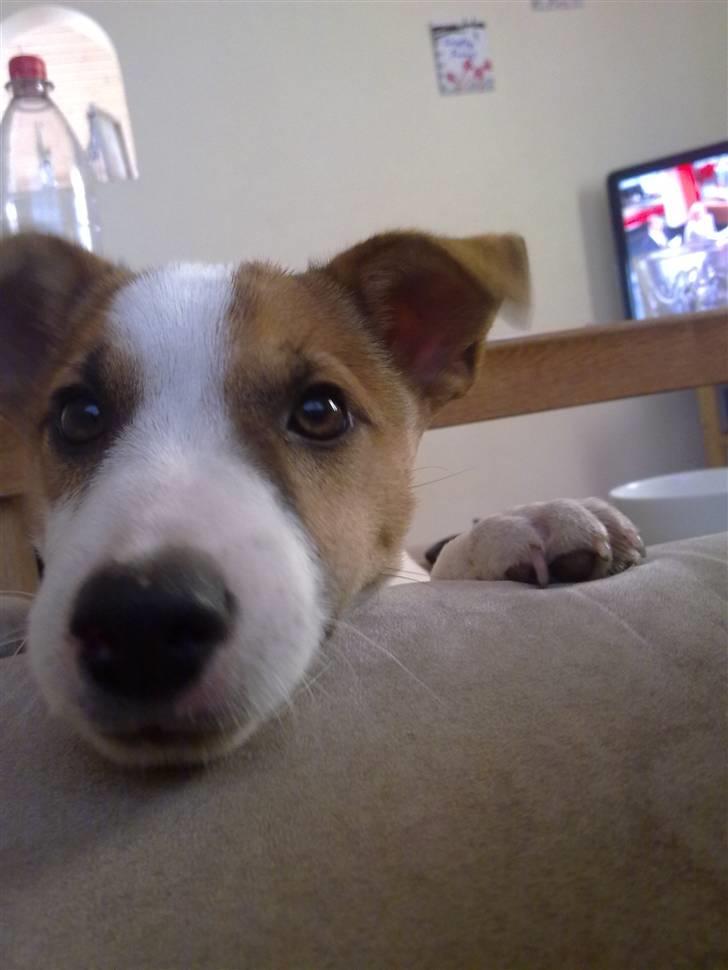 Jack russell terrier Vaks billede 2