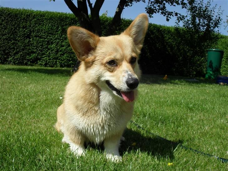 Welsh corgi pembroke kenya billede 13
