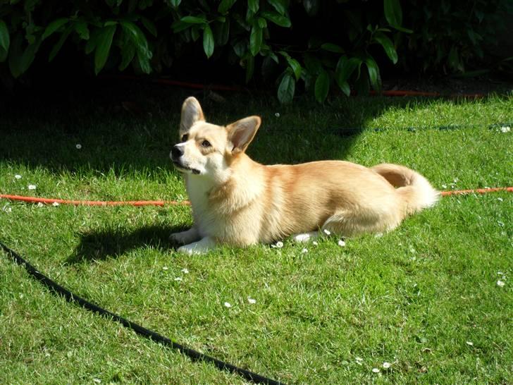 Welsh corgi pembroke kenya billede 14