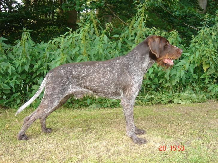 Ruhåret hønsehund King billede 1