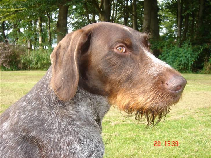 Ruhåret hønsehund King billede 2