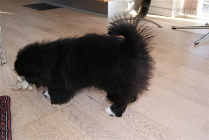 Pekingeser Boss - Så tegner min flotte hale sig billede 7