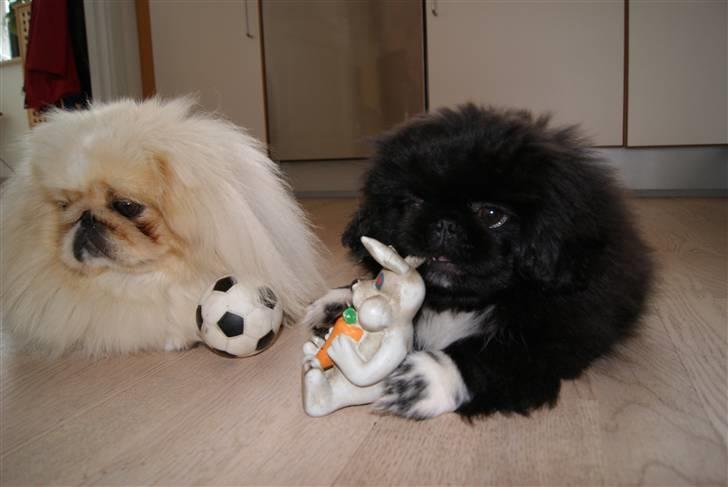 Pekingeser Boss - Brødre billede 8