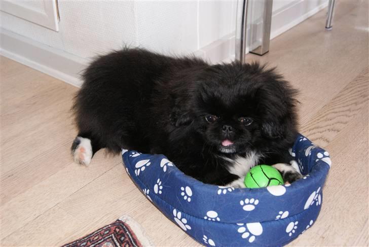 Pekingeser Boss - Kurven er lidt lille nu billede 10
