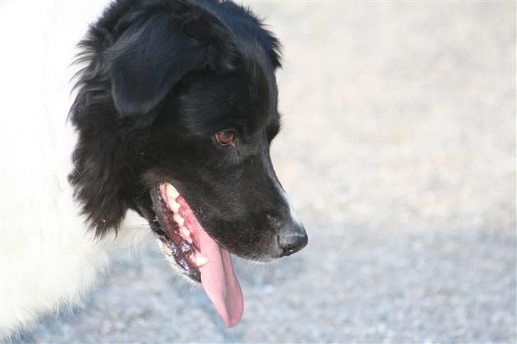 Border collie Vila - R.I.P billede 19