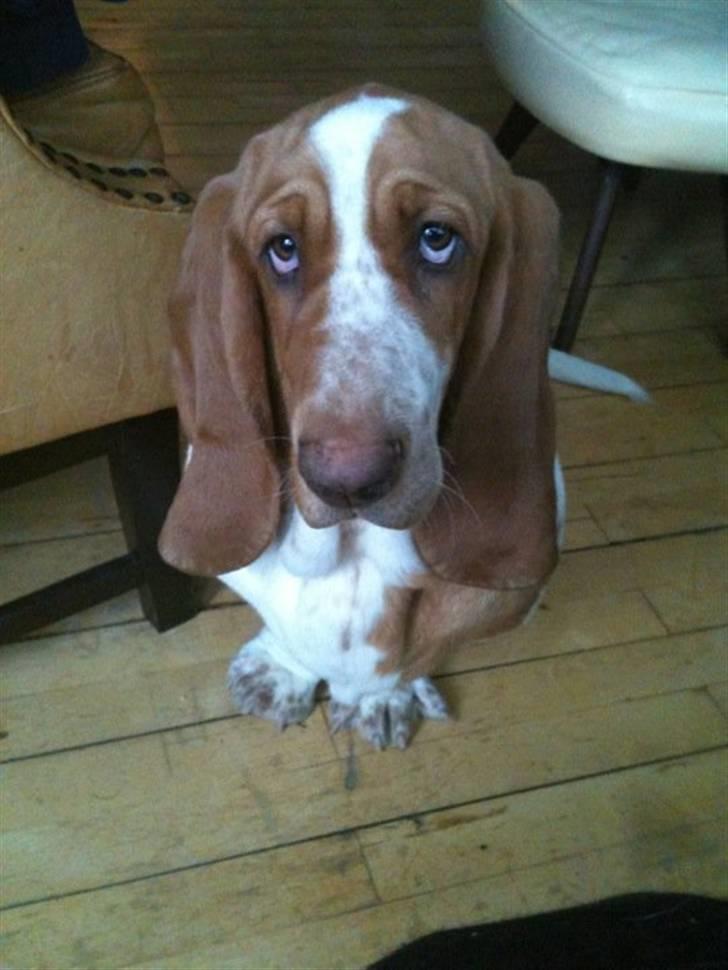Basset hound Wilma - Er jeg ikke bare skøn? billede 3