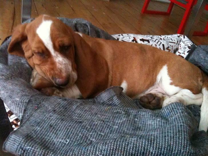 Basset hound Wilma billede 6