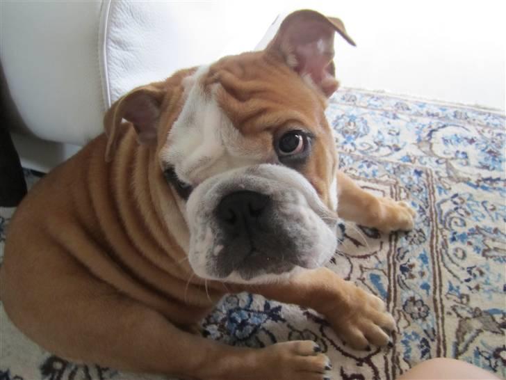 Engelsk bulldog Albert *SOLGT* :'( billede 1