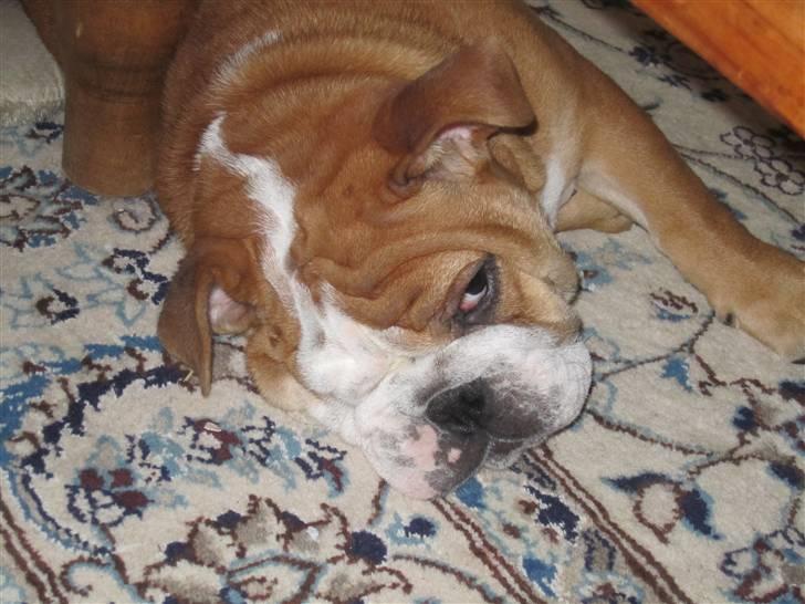 Engelsk bulldog Albert *SOLGT* :'( billede 2