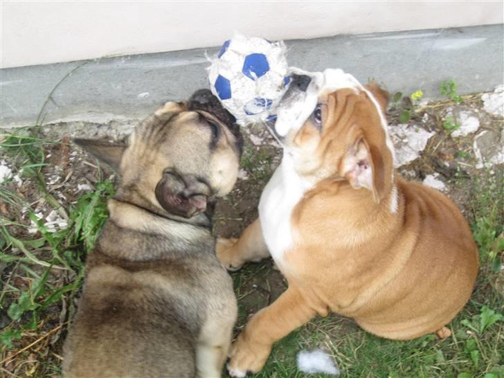 Engelsk bulldog Albert *SOLGT* :'( billede 3