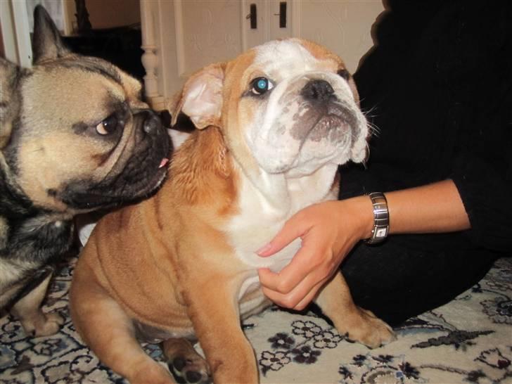 Engelsk bulldog Albert *SOLGT* :'( billede 4