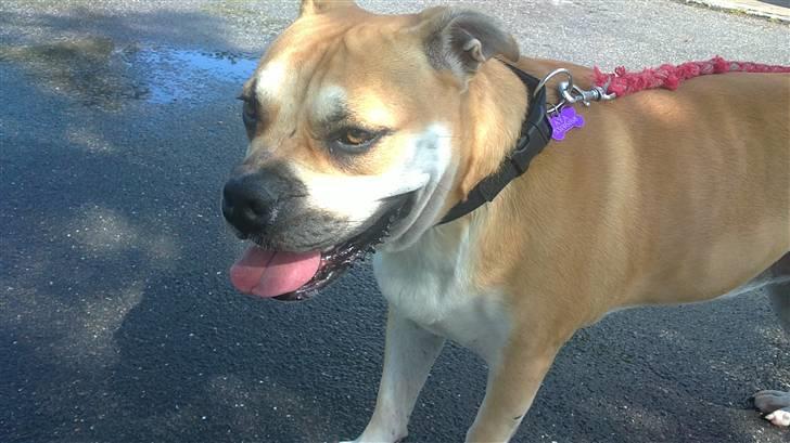 Mallorca Mastiff / Ca de Bou Aya billede 1