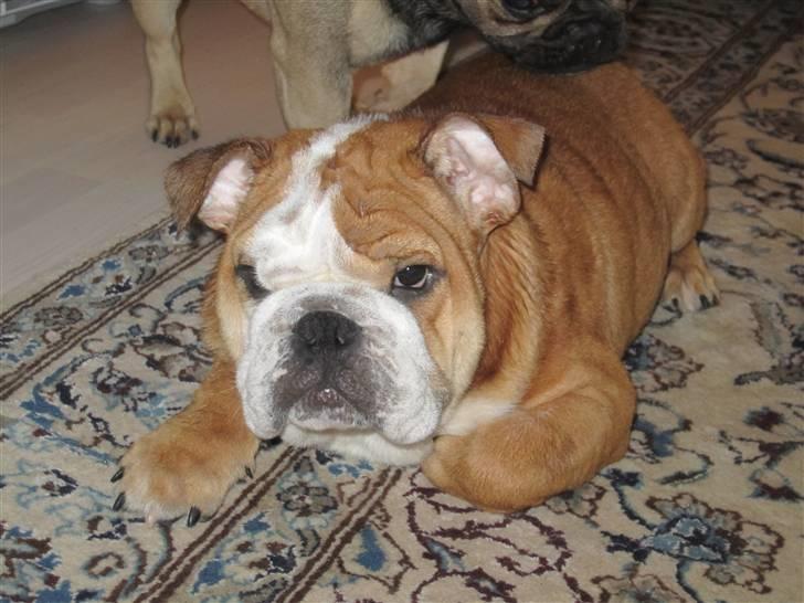 Engelsk bulldog Albert *SOLGT* :'( billede 5