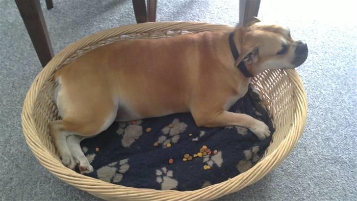 Mallorca Mastiff / Ca de Bou Aya - Pølsen skal vidst have en større hundekurv snart :o) billede 2