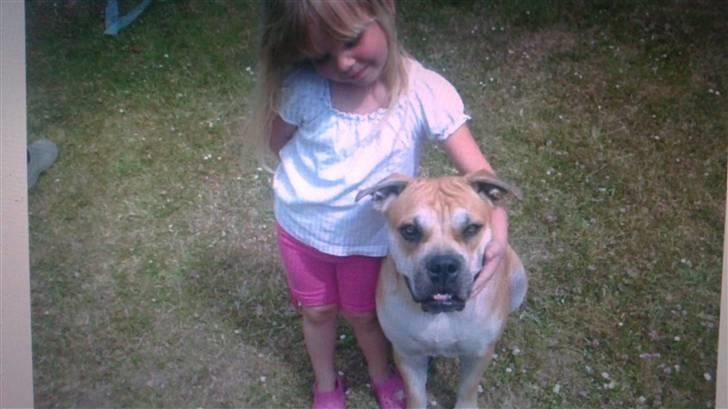 Mallorca Mastiff / Ca de Bou Aya - Hvalp billede 3