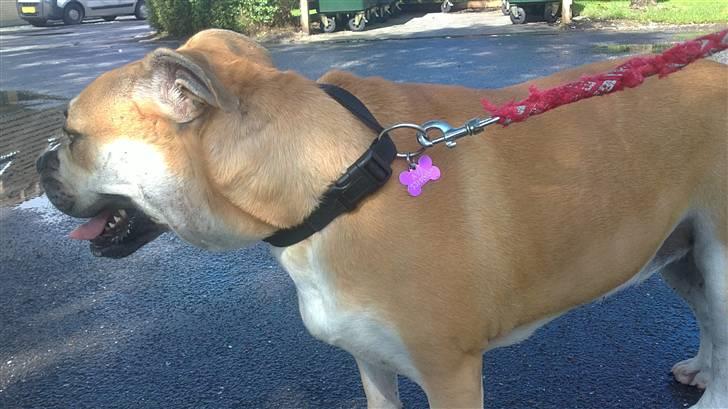 Mallorca Mastiff / Ca de Bou Aya - Lidt for energisk til at stå stille når der skal tages billeder.. billede 4