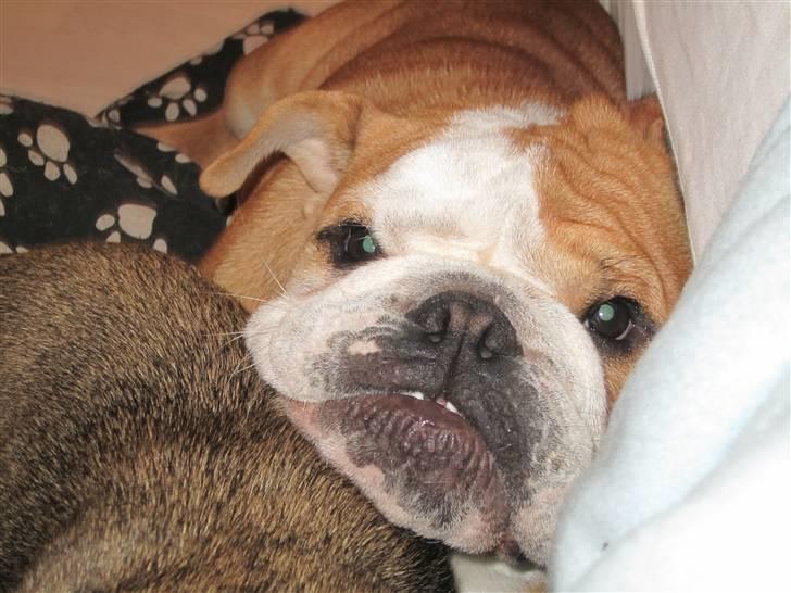 Engelsk bulldog Albert *SOLGT* :'( - Åårh hans underbid er ved at komme frem :D billede 6