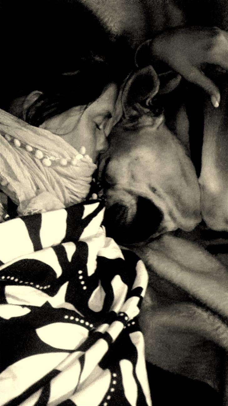 Mallorca Mastiff / Ca de Bou Aya - Putter med mor :o) billede 5