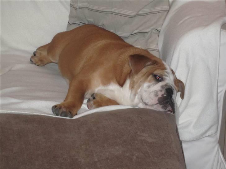 Engelsk bulldog Albert *SOLGT* :'( billede 7