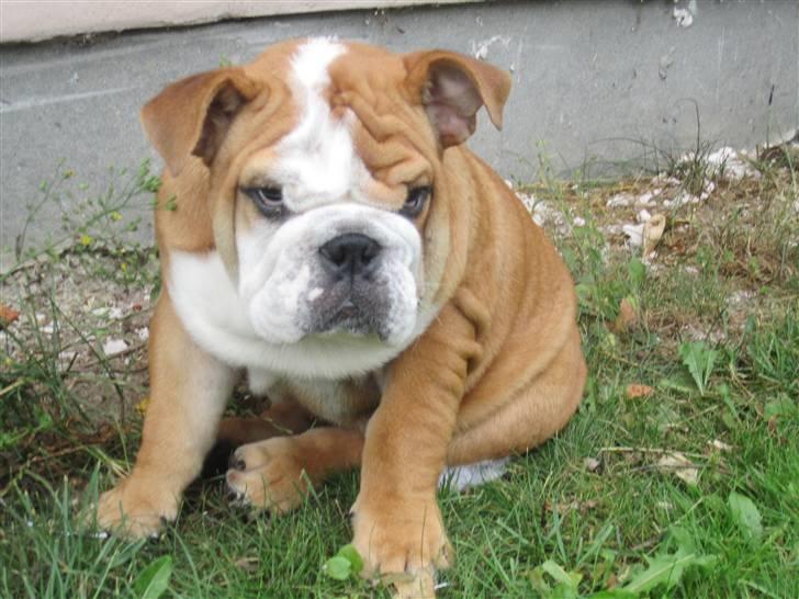 Engelsk bulldog Albert *SOLGT* :'( billede 8