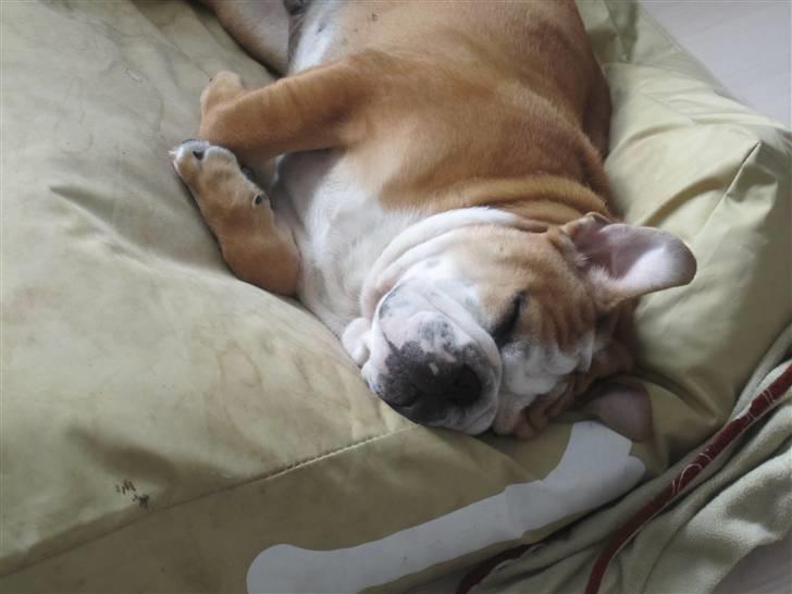 Engelsk bulldog Albert *SOLGT* :'( billede 9