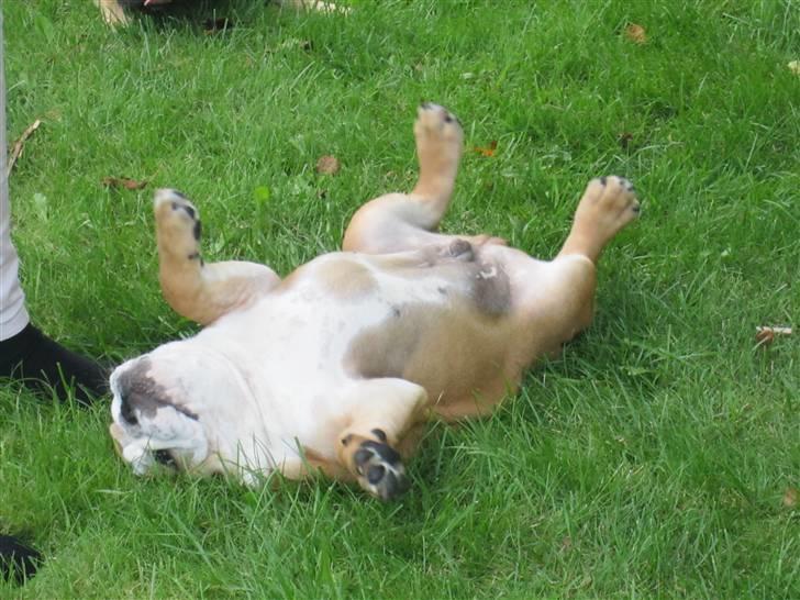 Engelsk bulldog Albert *SOLGT* :'( billede 10