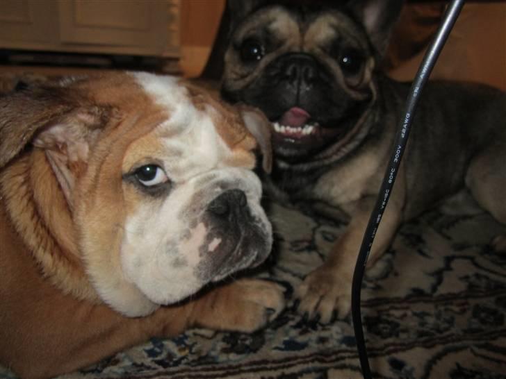 Engelsk bulldog Albert *SOLGT* :'( billede 11