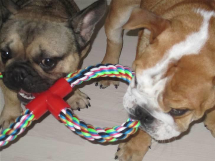 Engelsk bulldog Albert *SOLGT* :'( billede 12