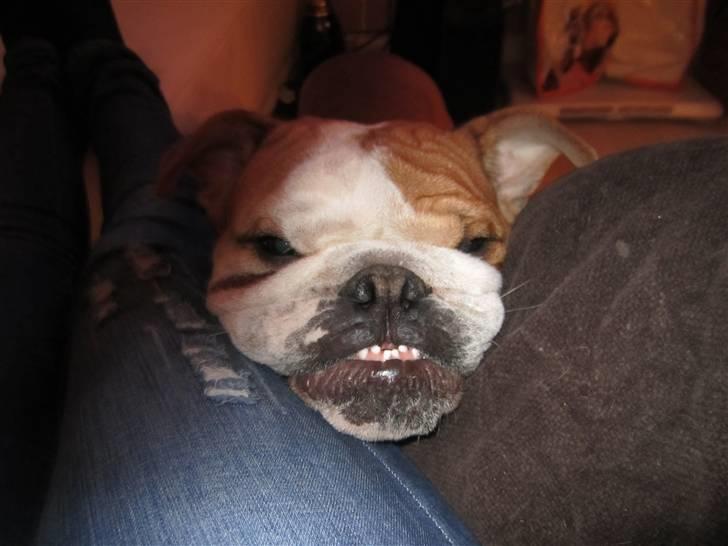 Engelsk bulldog Albert *SOLGT* :'( - Hahahahahaha xD sjove hund!!!! billede 13