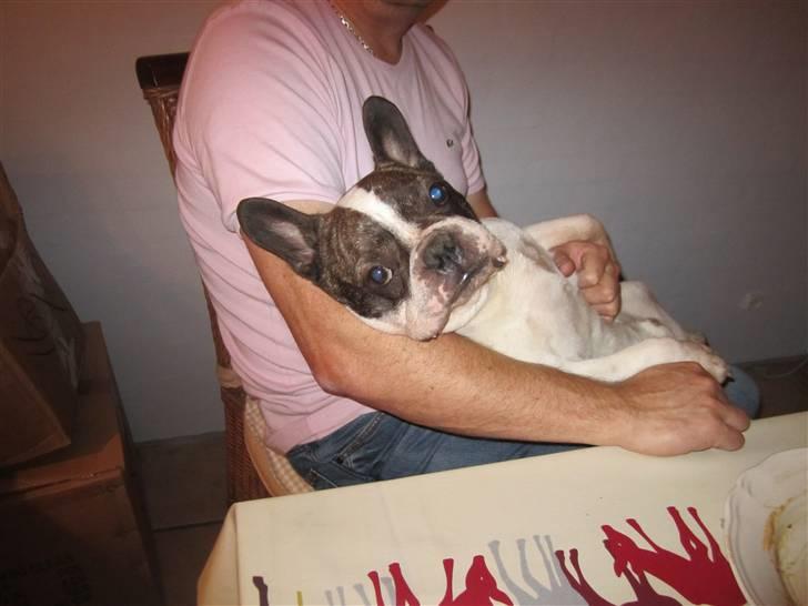 Fransk bulldog Walter R.I.P - Se DET er livet.. :D billede 8