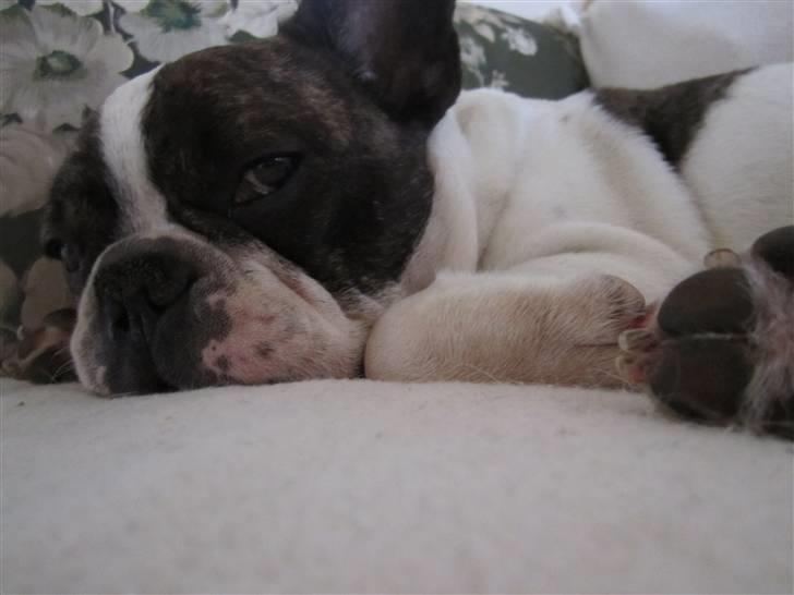 Fransk bulldog Walter R.I.P - Nurh billede 9